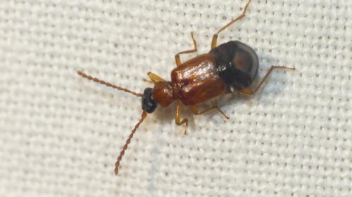 Deleaster dichrous